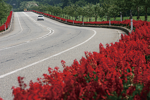 奥まで続く珠洲道路の両脇に真っ赤なサルビアの花が植えられたサルビアロードの写真