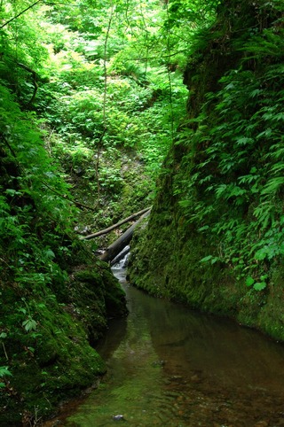 苔や葉で覆われた峡谷の写真