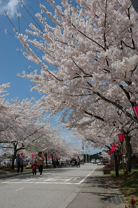 青空の下、道路の両脇に満開の桜が並んでいる写真