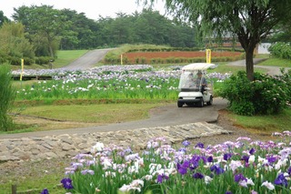 多くの花が咲いている小道をカートが走っている様子の写真