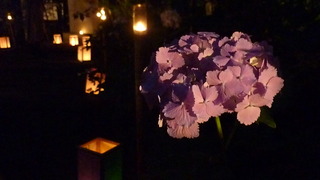 紫色の紫陽花が咲いており、様々な行灯が灯されている写真