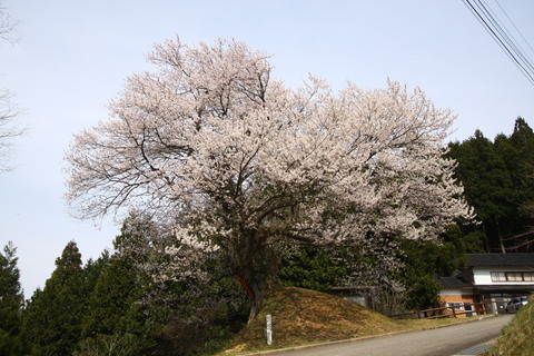 根元が小さい山のように盛り上がり、ピンク色の花びらが満開に咲いた天狗平の御所桜を正面から写した写真