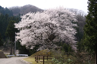 木の柵にが設置された根元が小さい山のように盛り上がり、ピンク色の花びらが満開に咲いた天狗平の御所桜を横から写した写真
