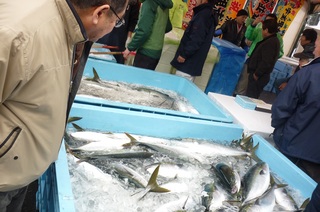 大きなたらいに生きのよい寒ブリが沢山入っており、男性客が足を止め寒ブリに目を向けている様子の写真