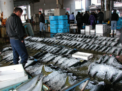 水揚げされた寒ブリが何列にも並んでおり、一人の男性が並んだ寒ブリの魚を見定めている様子の写真