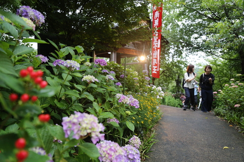 幟がたっている建物へ続く道路の脇に咲いている綺麗な紫陽花を撮影した写真