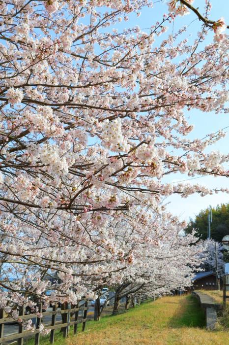 矢波の桜並木